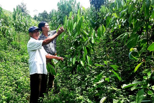 Màu xanh ước mơ