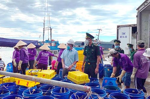 Miền trung nỗ lực khôi phục nghề biển