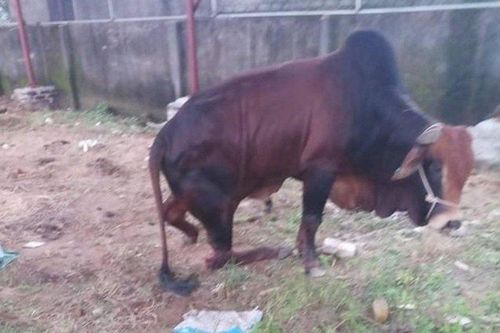Cần làm rõ việc 5 con bò bị chặt đứt chân trong đêm