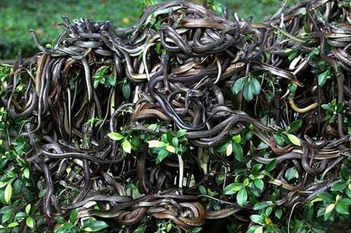 'Lạnh sống lưng' với 6 hòn đảo đáng sợ nhất thế giới