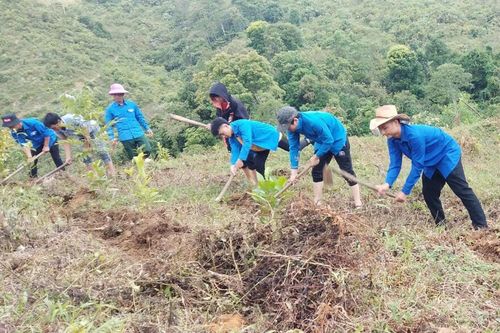 Mường Khương phát huy thế mạnh của cây chè