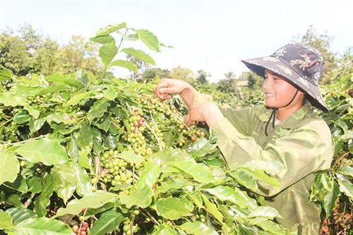Tín hiệu vui từ giá thu mua cà phê tươi ở Hướng Hóa
