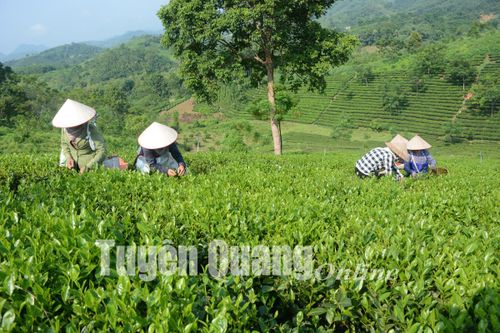 Sử dụng phân hữu cơ trong sản xuất nông nghiệp