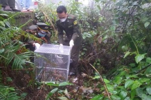 Kinh tế Kinh tế Thả cá thể kỳ đà vân quý hiếm về rừng