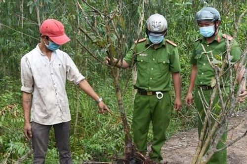 Bắt 2 đối tượng trộm nhiều cây mai kiểng