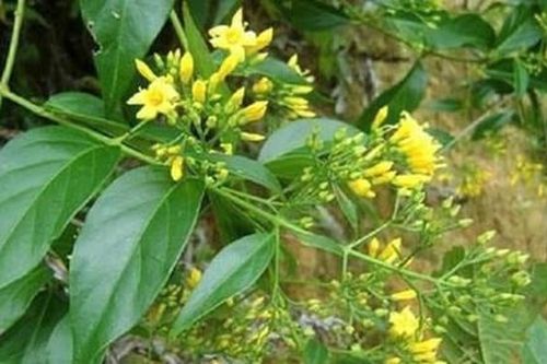 Đau lòng hai anh em ruột cùng ăn lá ngón tử vong sau cãi vã