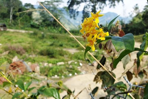 Quảng Nam: Sau trận cãi vã, hai anh em ăn lá ngón tự tử