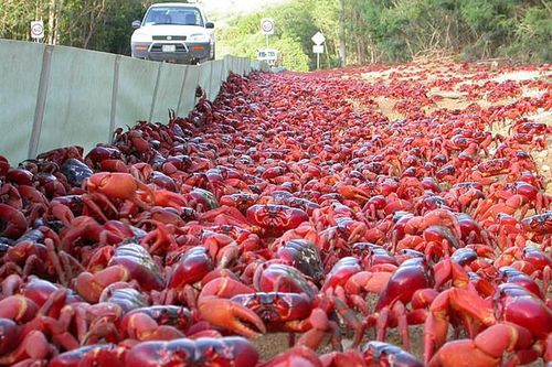 Hơn 50 triệu con cua đỏ ồ ạt di cư từ rừng ra biển