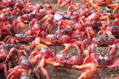 Hành trình về 'quê cha đất tổ' của 50 triệu con... cua