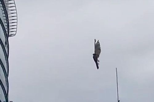 Bất ngờ chuyện đại bàng 'đóng băng' lơ lửng giữa trời