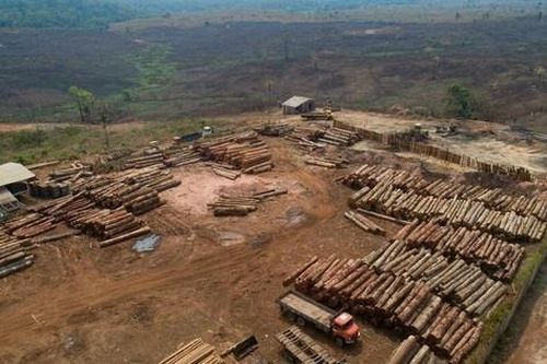 Nạn phá rừng Amazon ở Brazil tăng lên mức cao nhất trong 15 năm