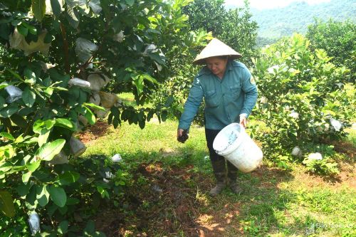 Nông dân Nghệ An tìm cách thích ứng với giá phân bón 'leo thang'