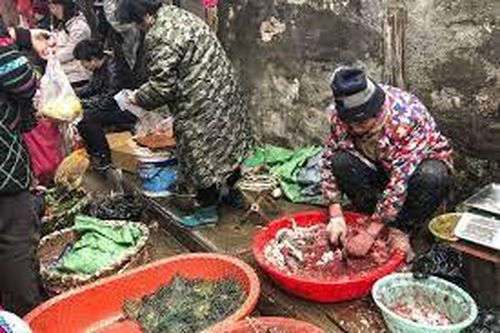 Covid-19 có khả năng khởi phát từ chợ ở Vũ Hán