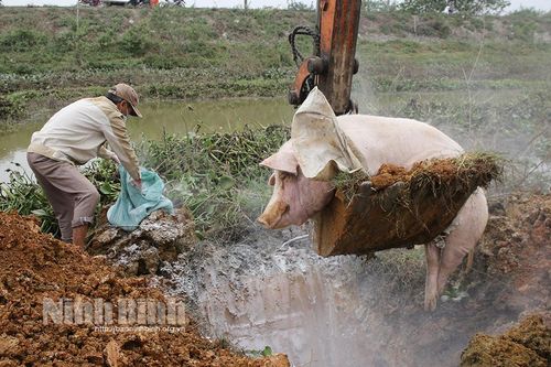 Nho Quan: Tập trung triển khai các biện pháp kiểm soát dịch tả lợn châu Phi