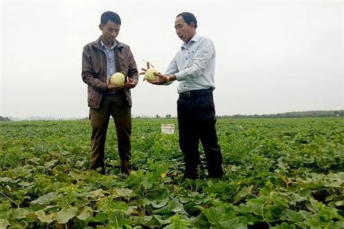 Nhân rộng các mô hình sản xuất rau màu an toàn ở Triệu Phong