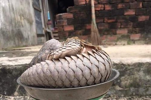Thả về rừng tê tê quý hiếm mắc lưới hàng rào ở đảo Cù Lao Chàm