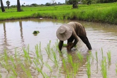 Phát hiện mới về nguồn gốc các ngôn ngữ Nhật Bản, Hàn Quốc và Thổ Nhĩ Kỳ