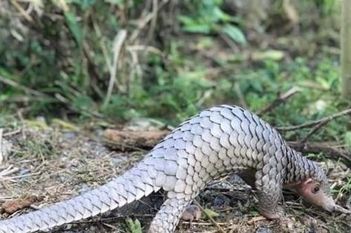 Người dân giải cứu tê tê quý hiếm mắc lưới hàng rào