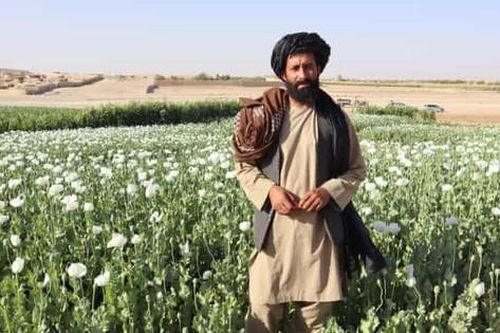 Dân Afghanistan tiếp tục trồng thuốc phiện
