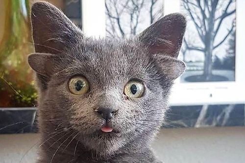 Chú mèo 4 tai siêu thính 'làm mưa làm gió' khắp cộng đồng mạng