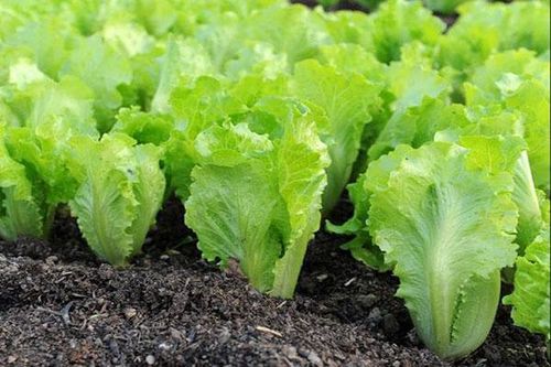 Mùa thu cứ trồng loại rau củ này, không cần chăm bón vẫn xanh tươi mơn mởn