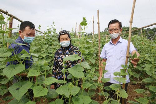 Sản xuất vụ đông: Chuyển từ 'lượng' sang 'chất'