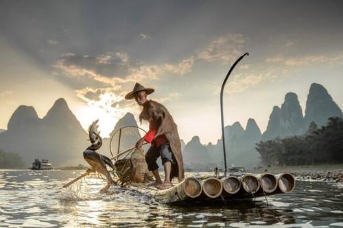 Dùng chim ưng biển bắt cá, kiệt tác hoàn hảo của con người và thiên nhiên