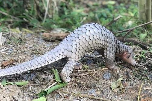 Người dân giao nộp tê tê để thả vào rừng đặc dụng Cù Lao Chàm