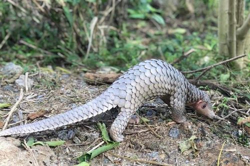 Tê tê quý hiếm mắc lưới hàng rào nhà dân ở đảo Cù Lao Chàm