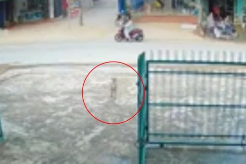 Xe máy tông văng chú chó bất ngờ chạy cắt ngang đường, diễn biến sau đó mới khiến netizen tranh cãi
