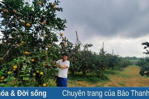 Ấn tượng với đồi cam, bưởi 'khủng' ở huyện miền núi Bá Thước