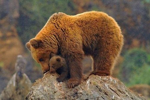 Người Việt thờ ơ với mật gấu, có phải là tín hiệu đáng mừng?