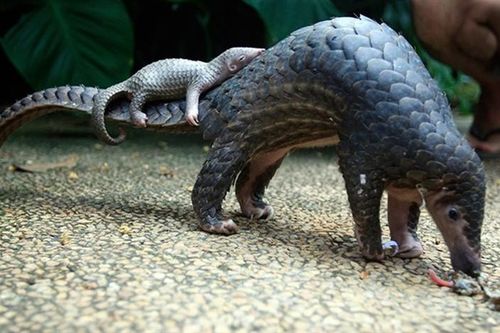 Tê tê mắc lưới ở Cù Lao Chàm quý hiếm sao được giải cứu gấp?