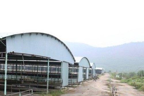 Cựu Tổng giám đốc nhận án chung thân trong dự án bê bối bò Bình Hà