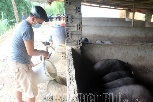 Tập trung chăn nuôi, phục vụ thị trường tết