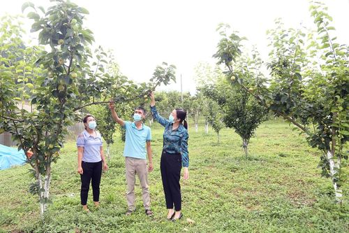 Nông nghiệp khẳng định 'trụ đỡ' kinh tế của Lào Cai