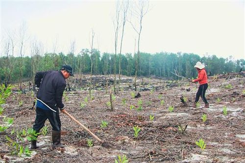 Vĩnh Linh: NPA/RENEW bàn giao gần 4 triệu mét vuông đất đã rà sạch vật liệu nổ cho chính quyền