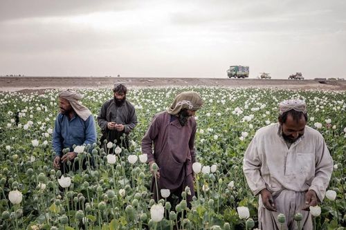 Năm thứ 5 liên tiếp Afghanistan sản xuất hơn 6.000 tấn thuốc phiện: Vấn nạn đáng báo động