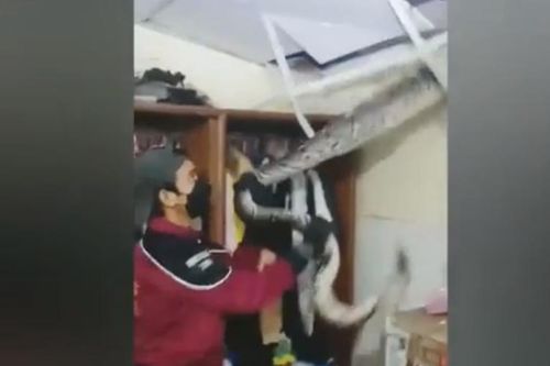 Con trăn ẩn nấp ở ngay trần nhà sau khi ăn thịt mèo cưng