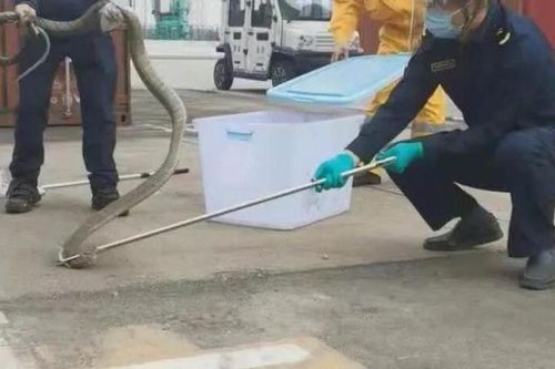 Hải quan Trung Quốc bắt rắn hổ mang chúa dài 4m trong lô hàng nhập khẩu