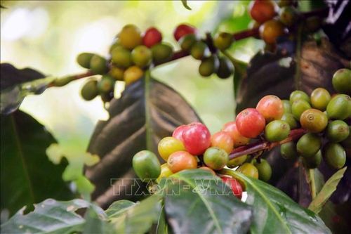 Cà phê Sơn La được mùa, được giá