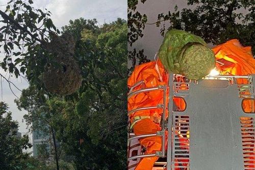 Nín thở màn xử lý tổ ong vò vẽ 'khủng' vắt vẻo trong Thảo Cầm Viên