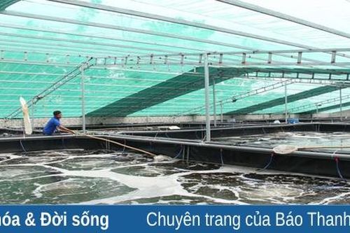 Những mô hình nuôi tôm tiền tỷ ở thị xã Nghi Sơn