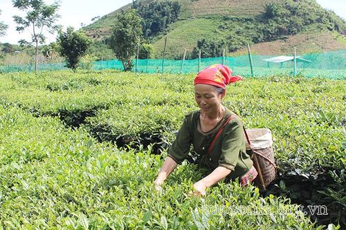 Vân Hồ đưa nghị quyết của Đảng vào cuộc sống