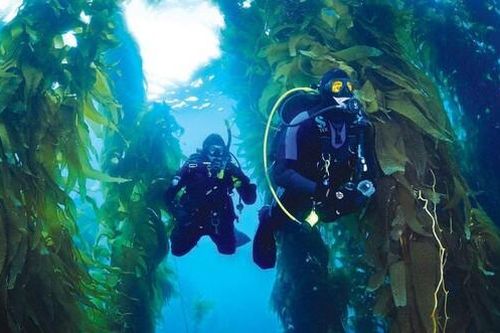 Các nước dùng rong biển để 'hạ nhiệt' Trái Đất