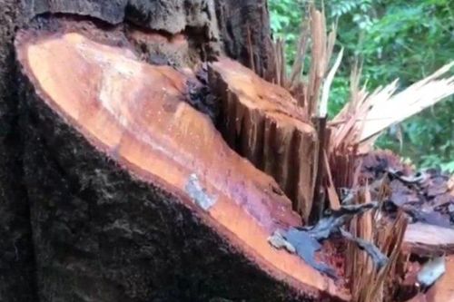 Rừng đại ngàn Khu bảo tồn thiên nhiên Bắc Hướng Hóa bị đốn hạ la liệt