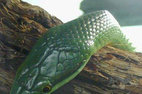 Sự thật về loài rắn mọc 'sừng' khiến nhiều người kinh sợ ở Việt Nam