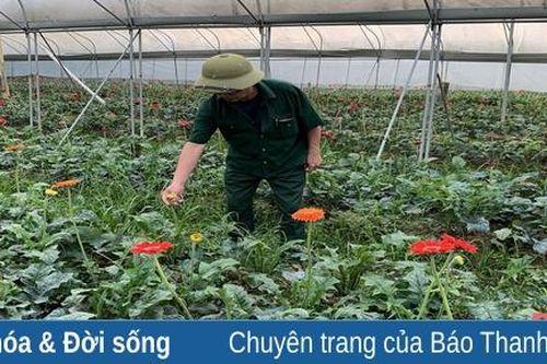 Nông dân chăm sóc cây trồng phục vụ tết nguyên đán