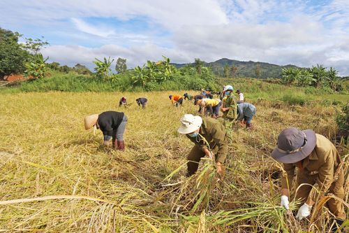 Vào tâm dịch gặt lúa giúp dân