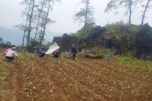 Thị xã Sa Pa: Hỗ trợ nông dân trồng 13,18 ha rau trên đất ruộng một vụ